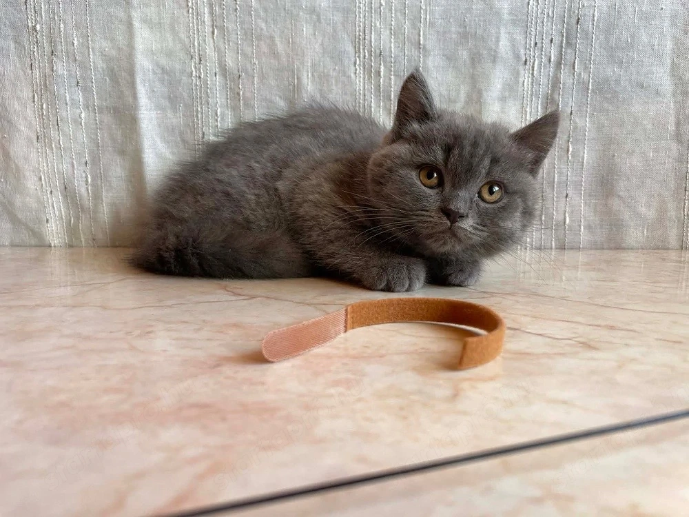 Brit rövidszőrű macskák eladók