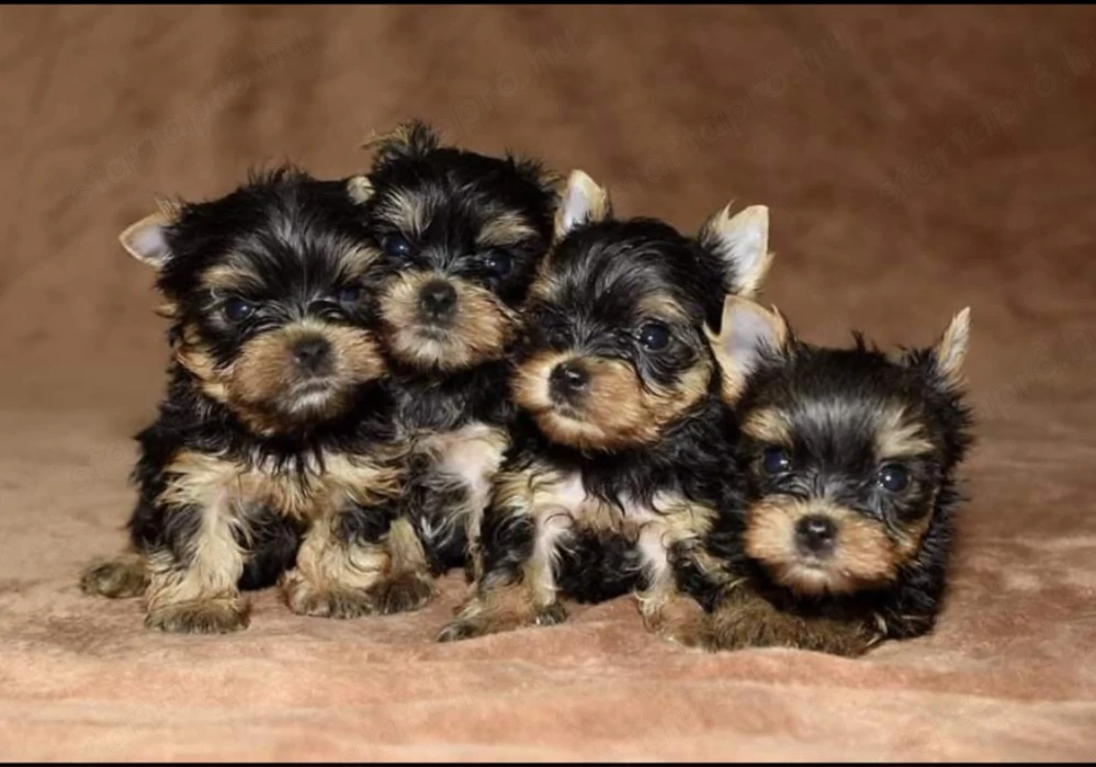 Mini yorkshrie terrier kölykök 