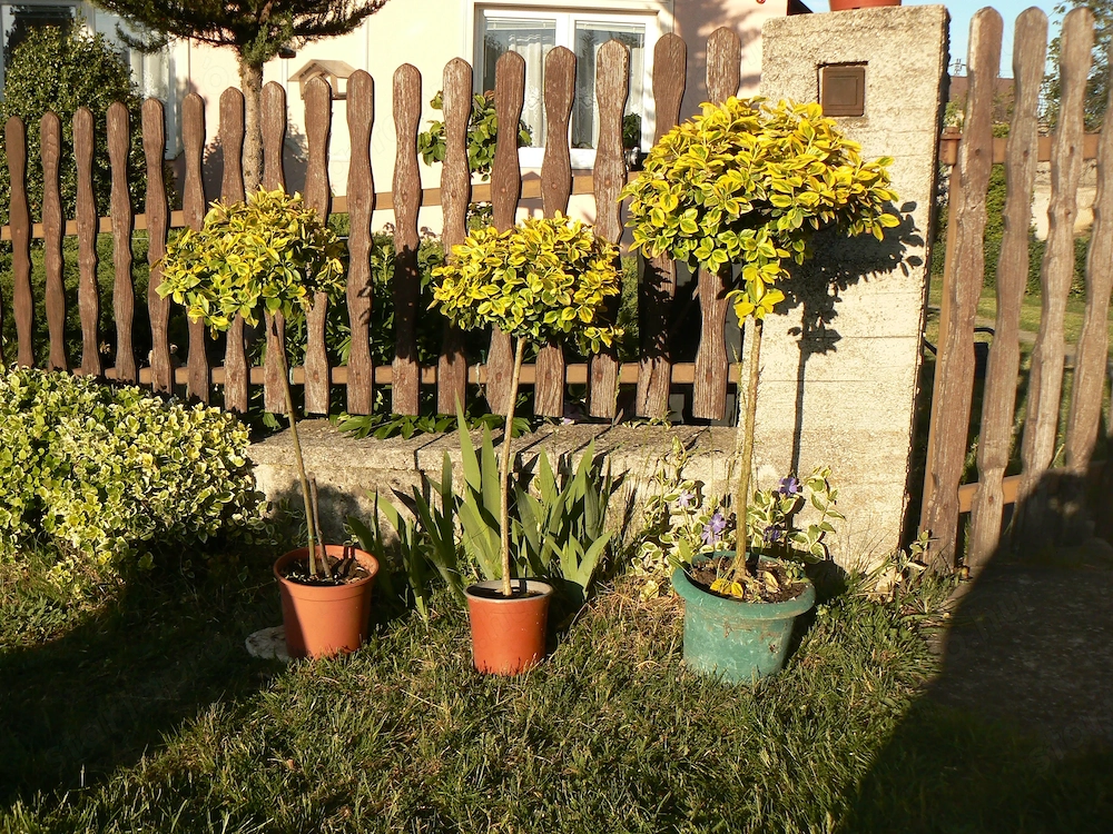 Magastörzsű kecskerágó eledó