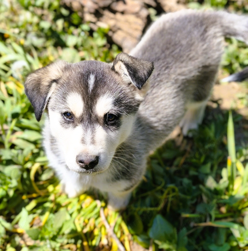 Eladó Husky - Rottweiler kiskutyák