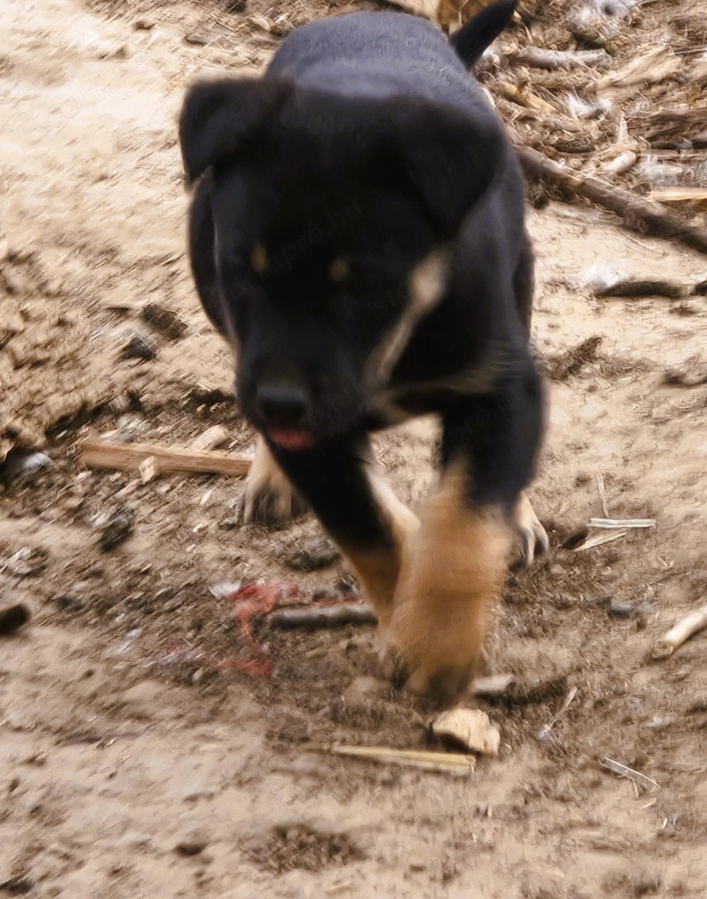 Rottweiler kan, oltva, féregtelenítve, kiskönyvvel