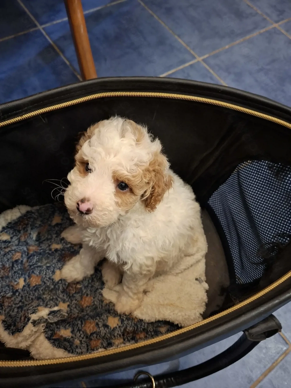 Törpe uszkár kisfiú 8 hetes.