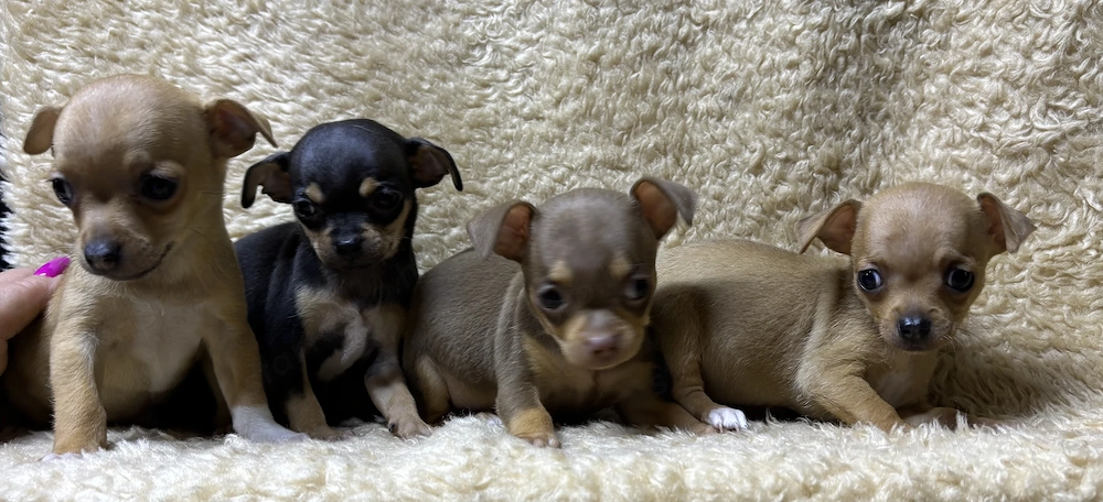 Mini csivava baba kutyusok eladók