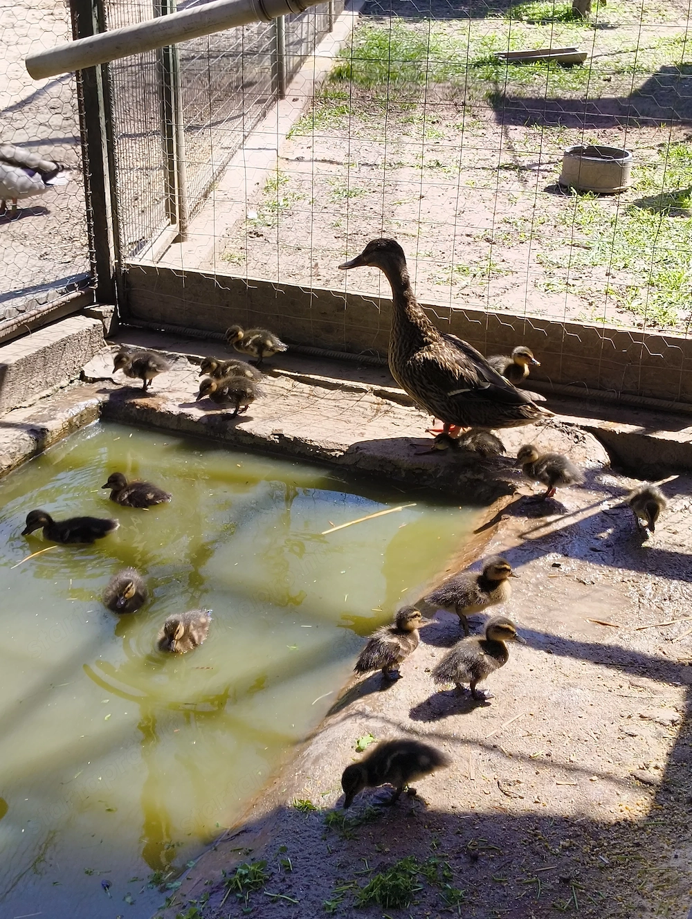 Tőkés réce (vadkacsa) növendékek eladók!