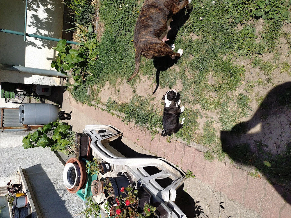 Bullterrier kiskutyák keresik szerető gazdijukat