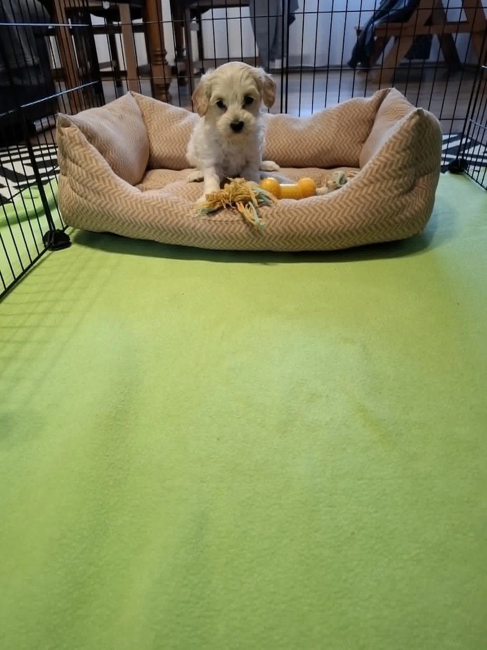 Maltipoo fajtatiszta jellegű kan kiskutya