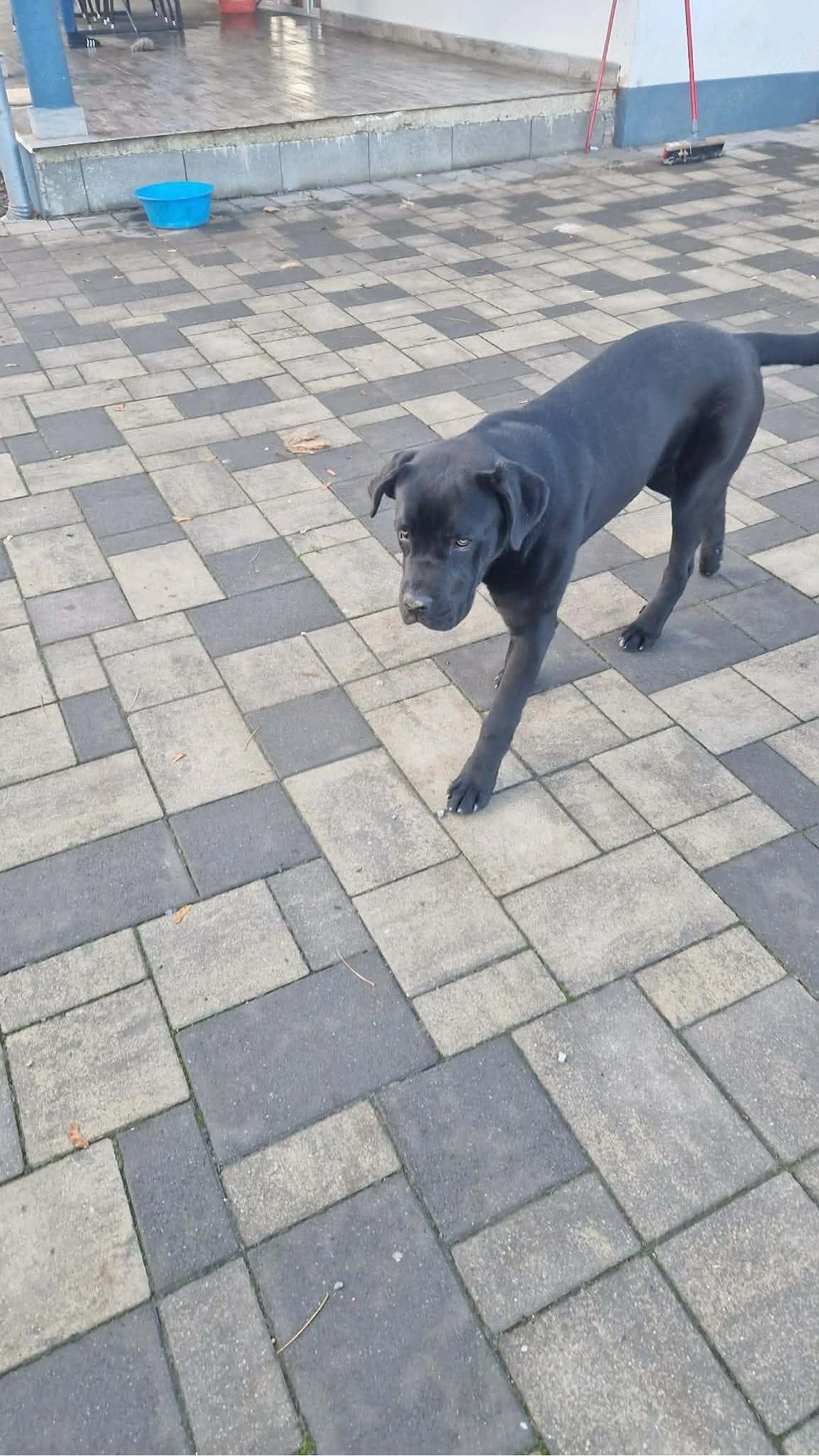 cane corso kan ingyen elviheto 