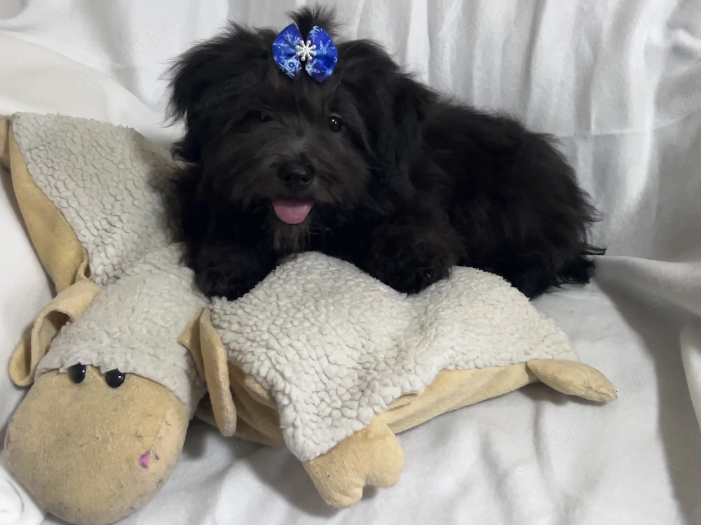Bolonka Cvetna ritka orosz bichon kiskutyák