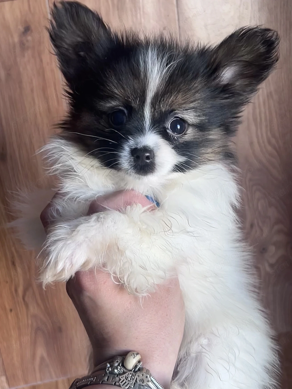 Papillon pillangó kutya törzskönyves kiskutyák