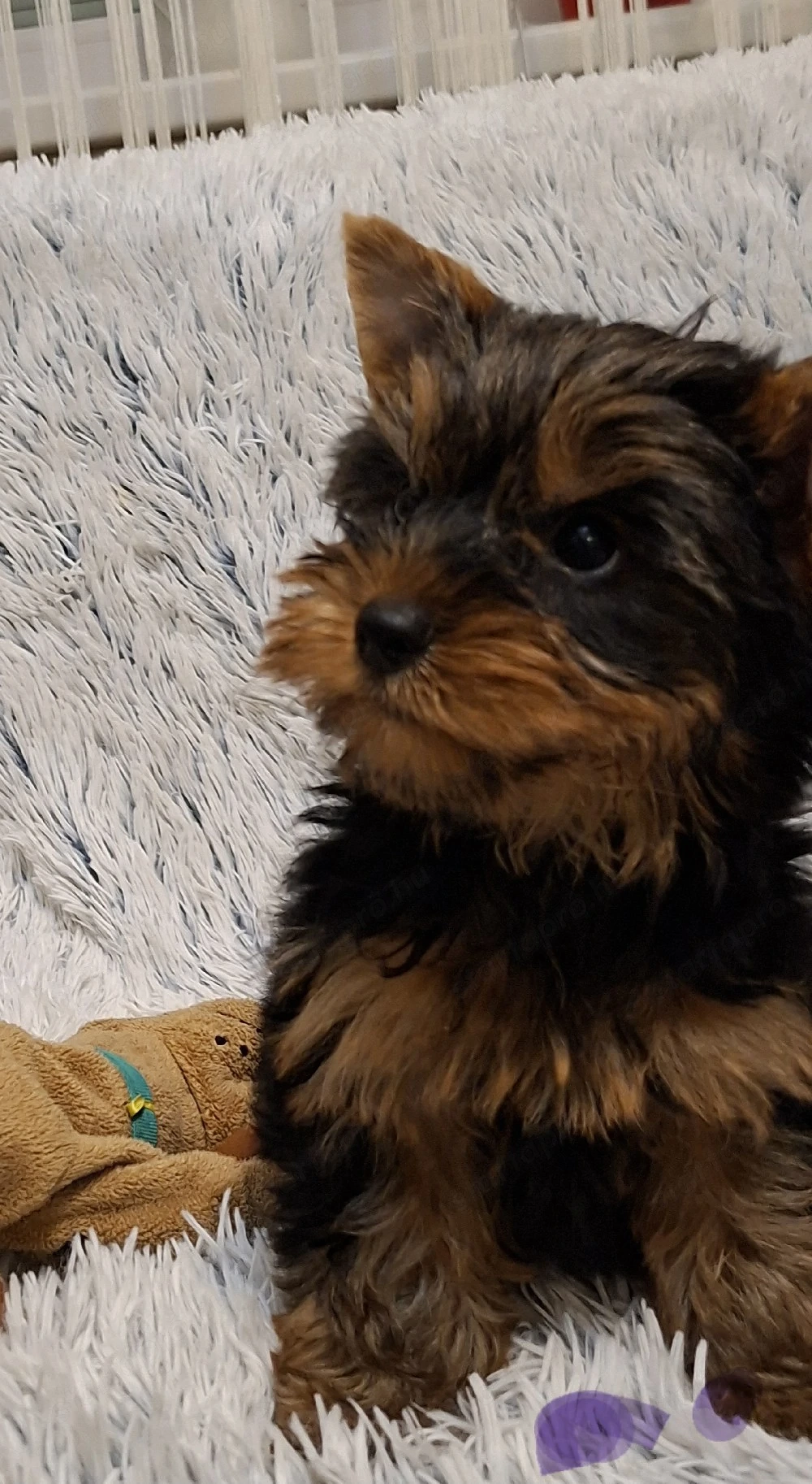 Yorkshire Terrier,yorki eladó