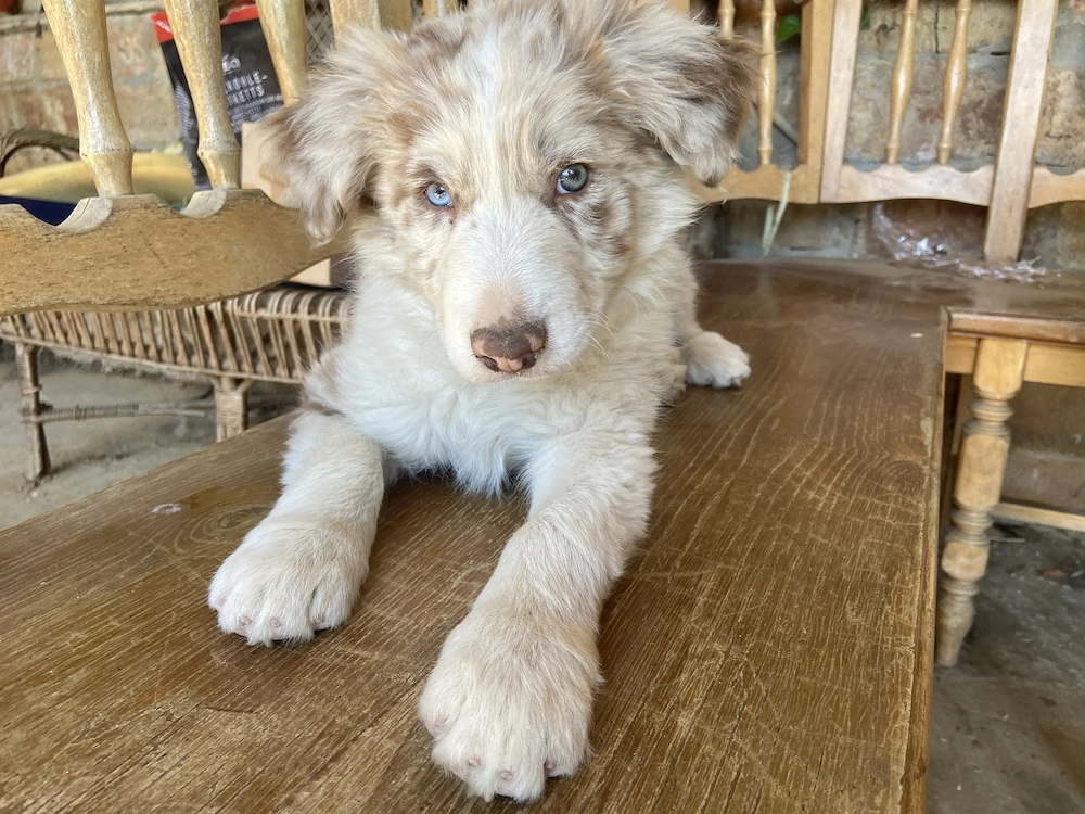 Border collie kisfiú