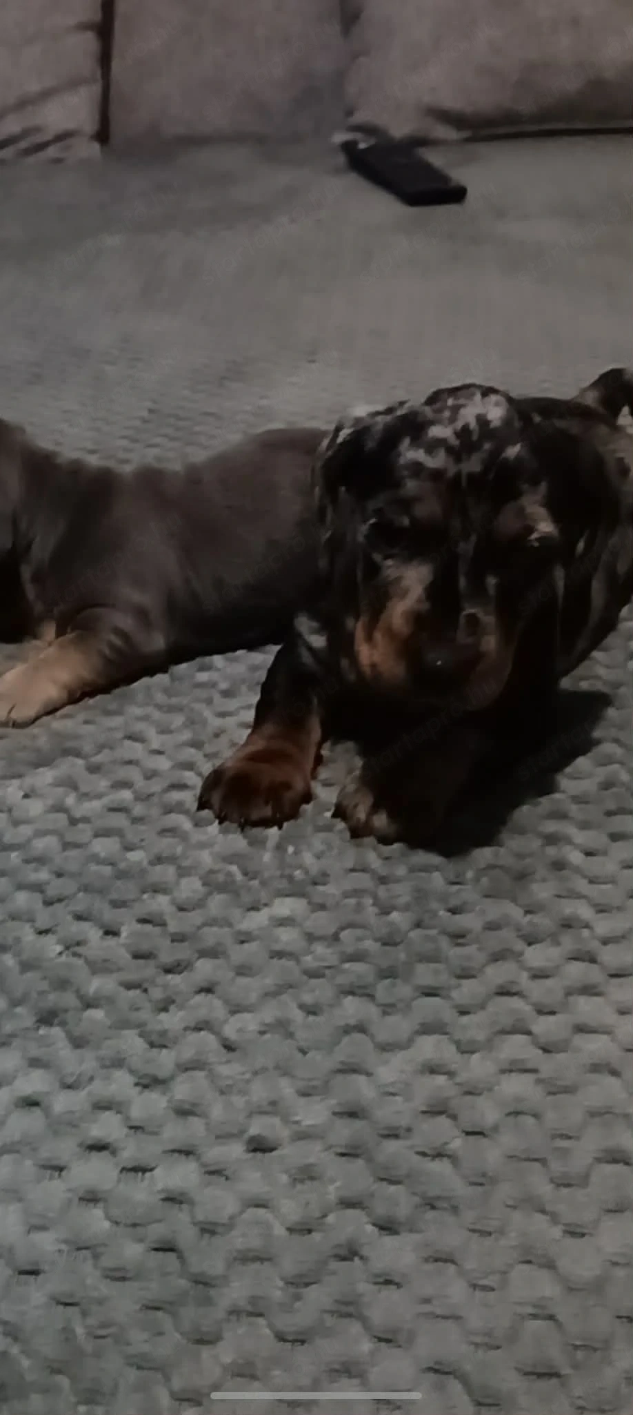 Szerető gazdit keresnek tacsko kölykök 