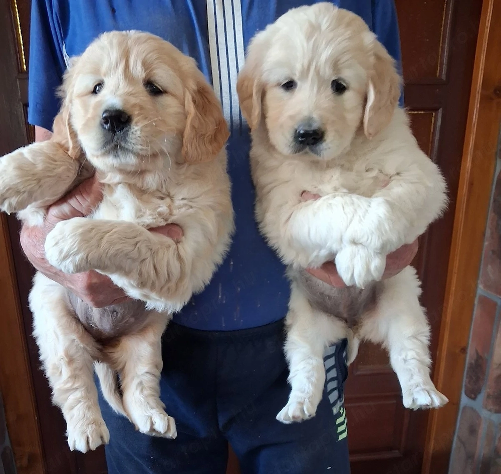 Goldenretriever 8  hetes kőlykők elvihetők