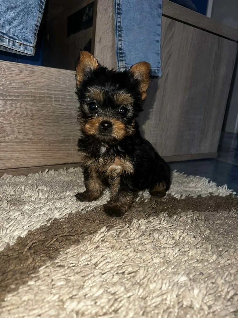 Yorkshire Terrier bébik 