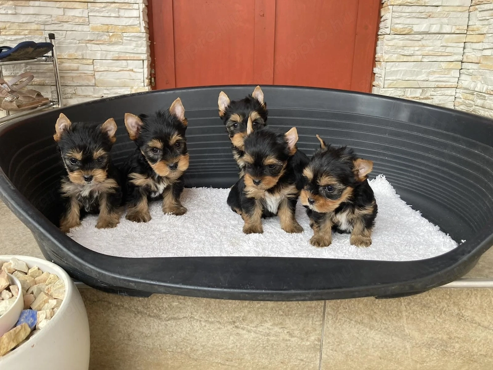 yorkshire terrier kutyak