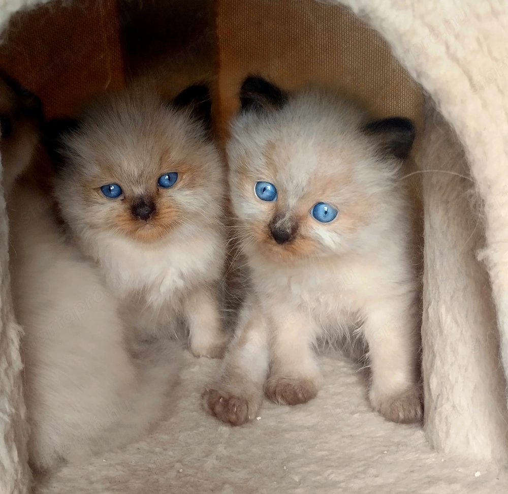 Ragdoll kandúr foglalható 2026.03.28.