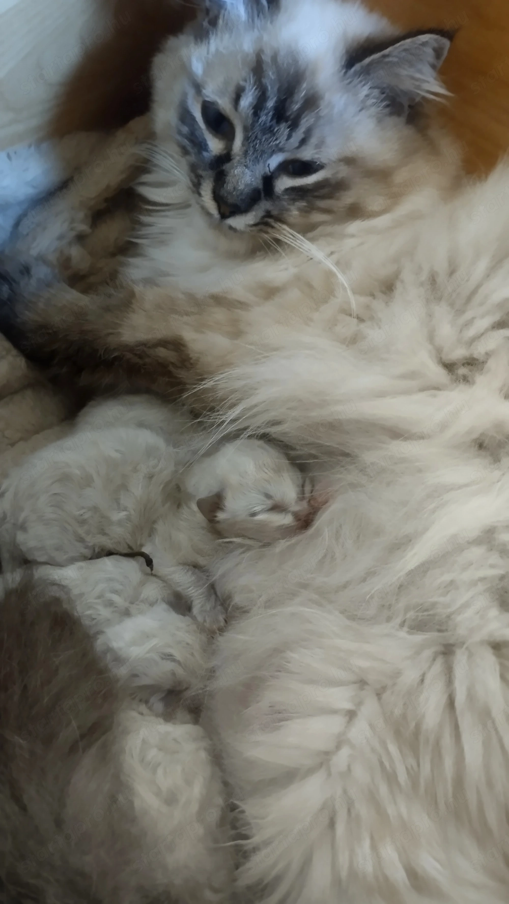 Ragdoll kiscicák foglalhatók 2026.04.27.