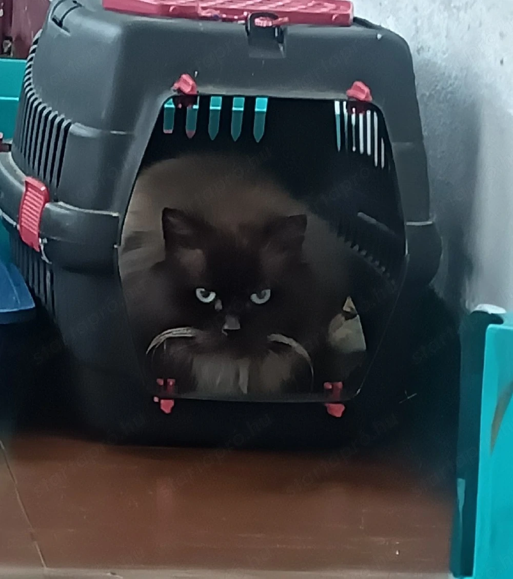 Ragdoll felnőtt kandúr cica ivaros fedezésre