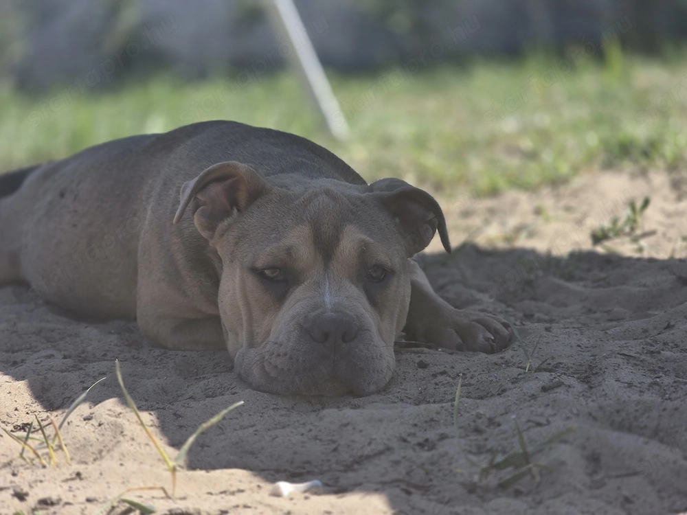 American bully kiskutya 