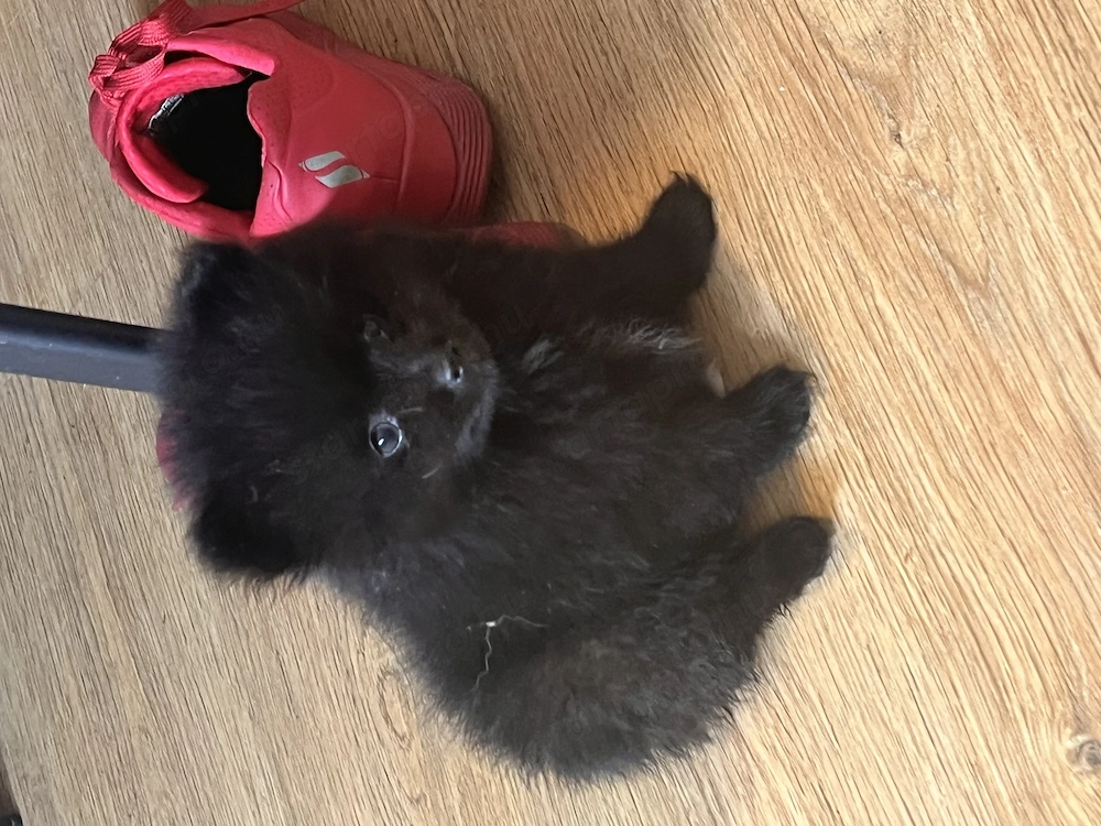 Két tündéri Pomerániai kisfiú álomgazdit keres! 