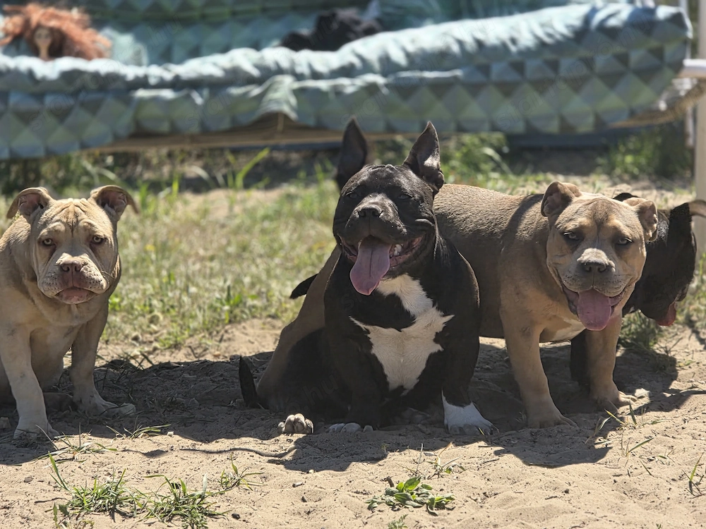 American bully kiskutyák  