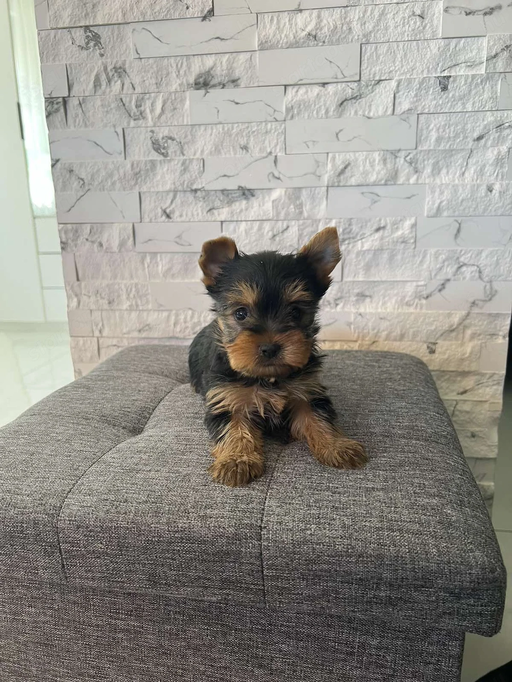 yorkhshire terrier kutya