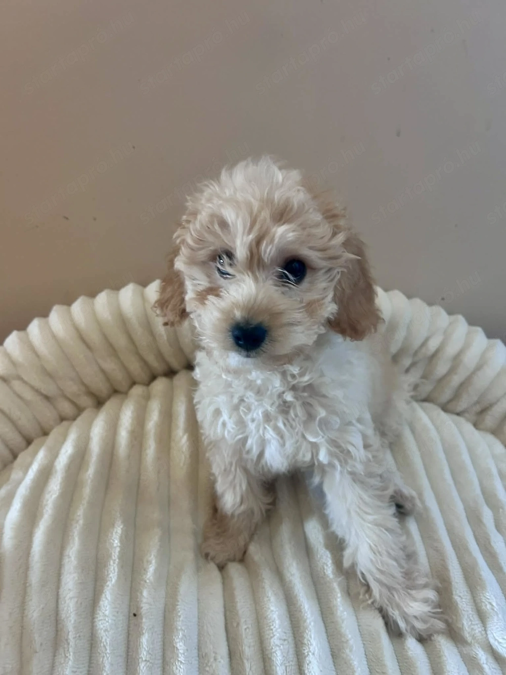 Maltipoo kisfiú  apa  toy uszkár anya máltai selyem