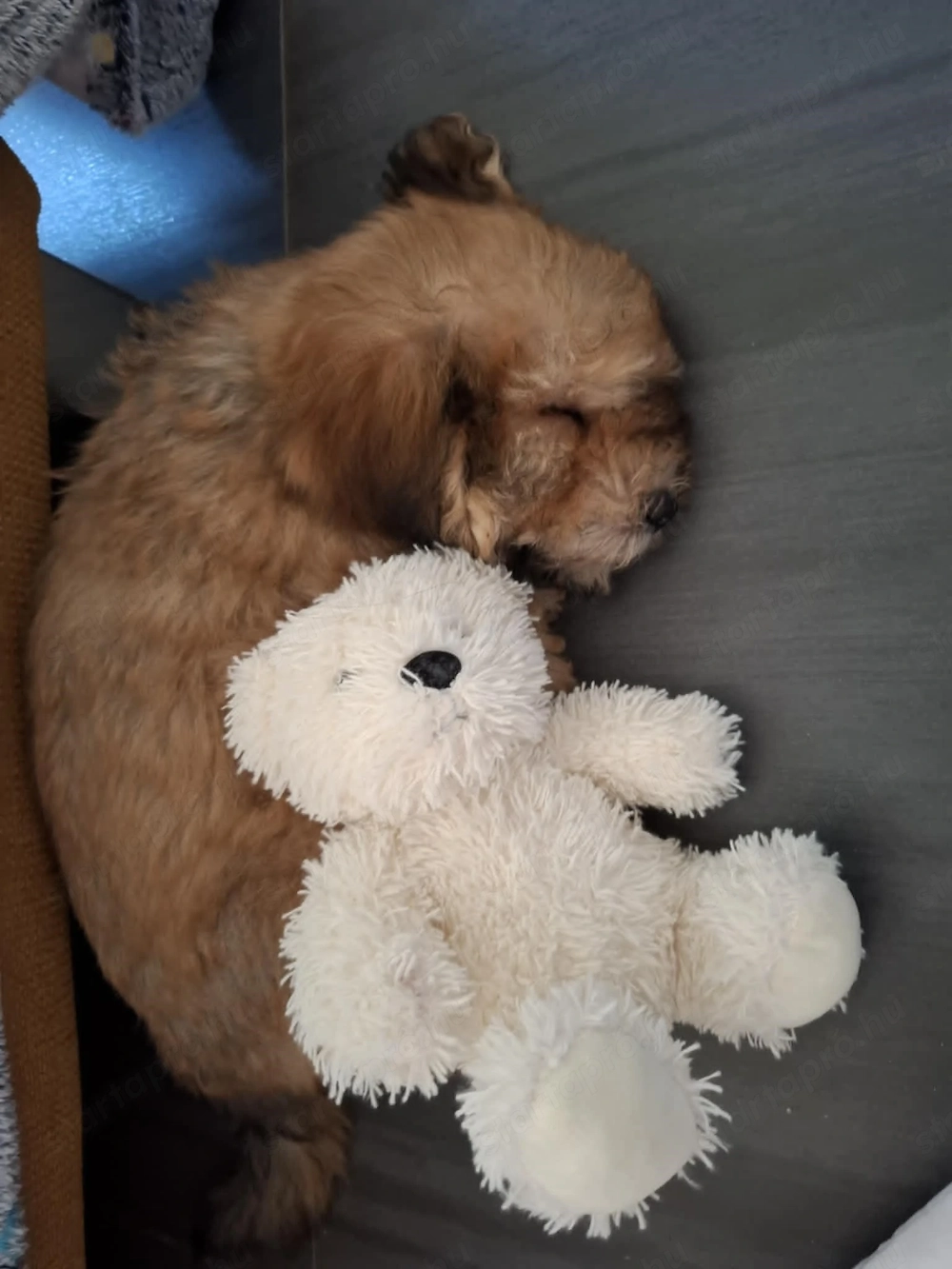 Örökbefogadóját keresi egy talált  fogytékkal élő Maltipoo kiskutya 