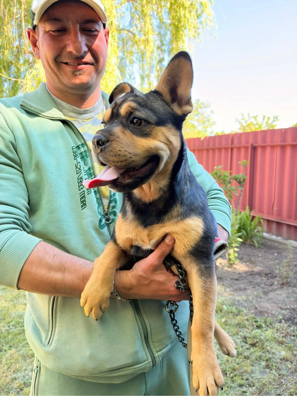 Mini pocket bully lany