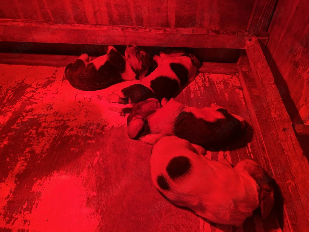 Eladó Basset hound kiskutyák 