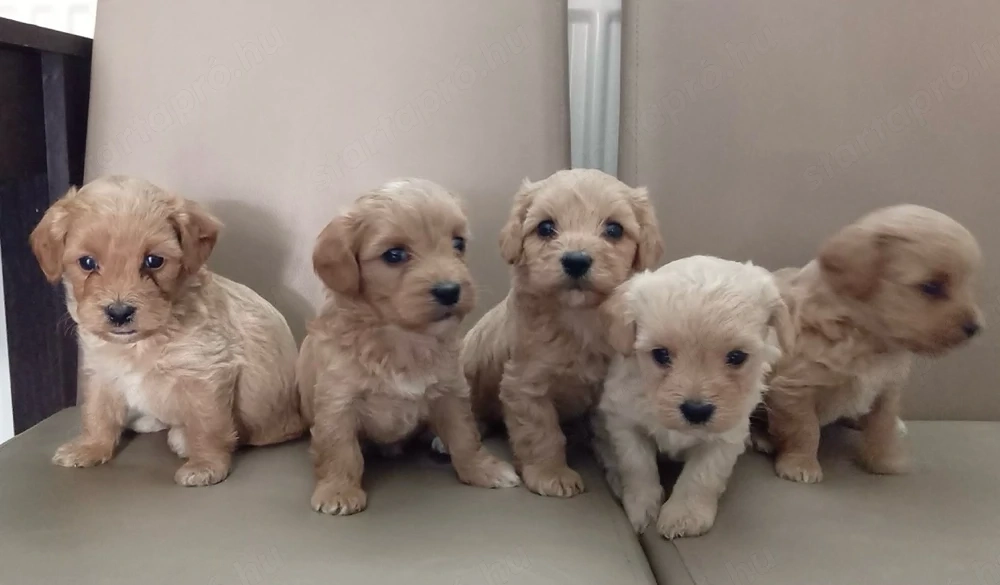 Maltipoo kiskutyák