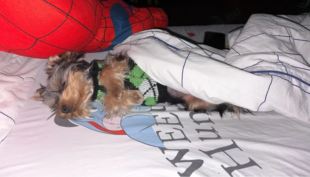 eladó yorkie kis kutya
