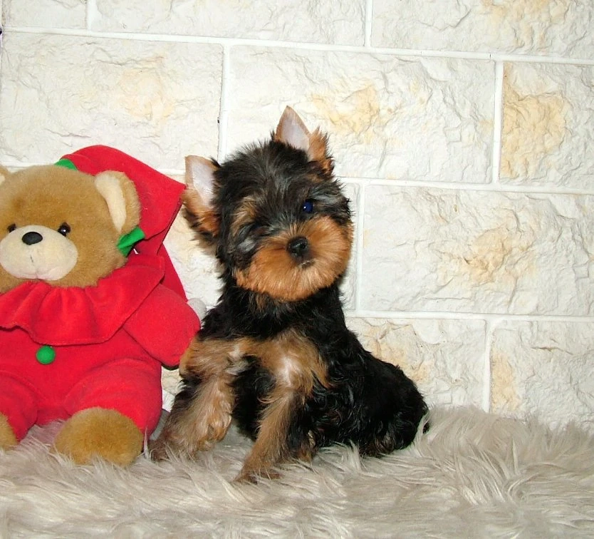 Minőségi, törzskönyves Yorkshire terrier