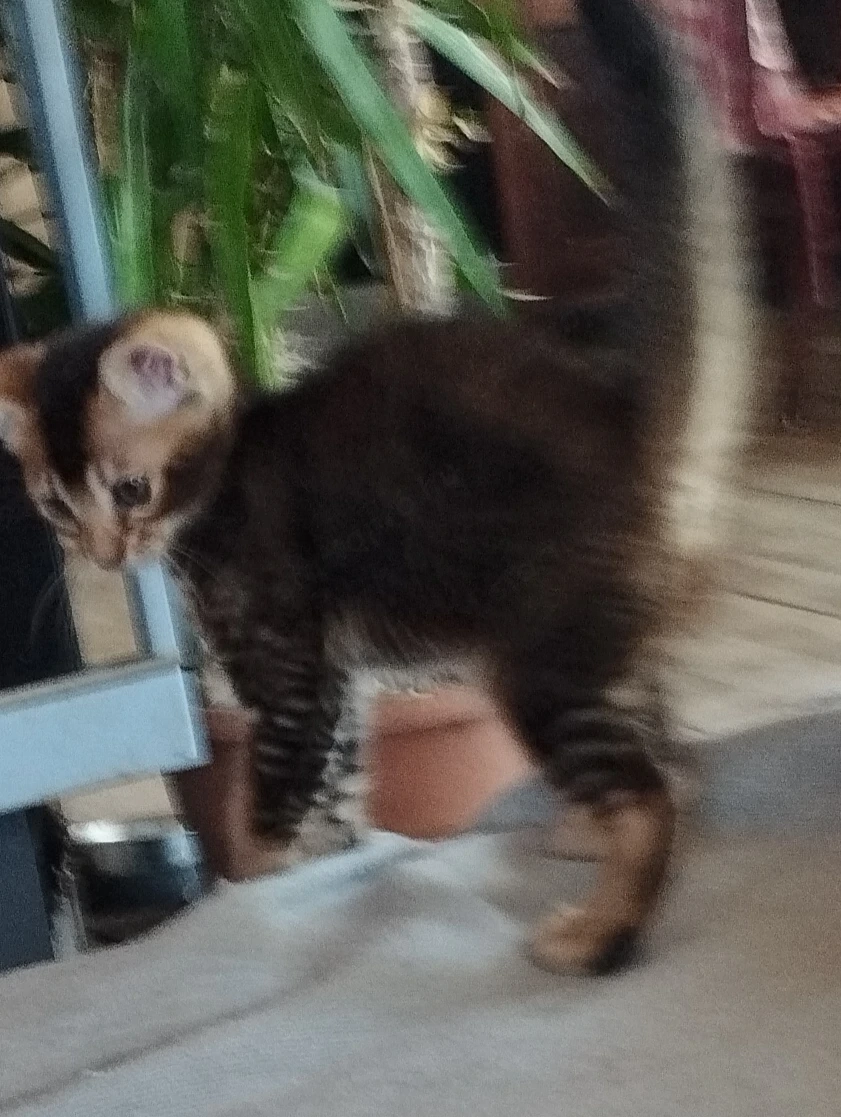 Abesszin kiscica
