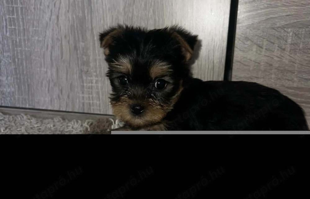 Yorkshire Terrier bébi 