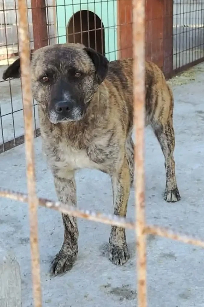 A jászladányi gyepmesteri telep gazdakeresői sos