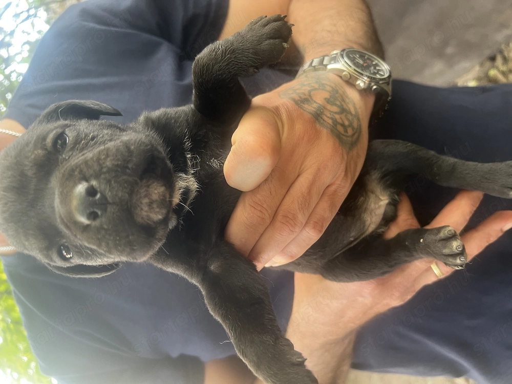Cane Corso jellegű kölyök kutya