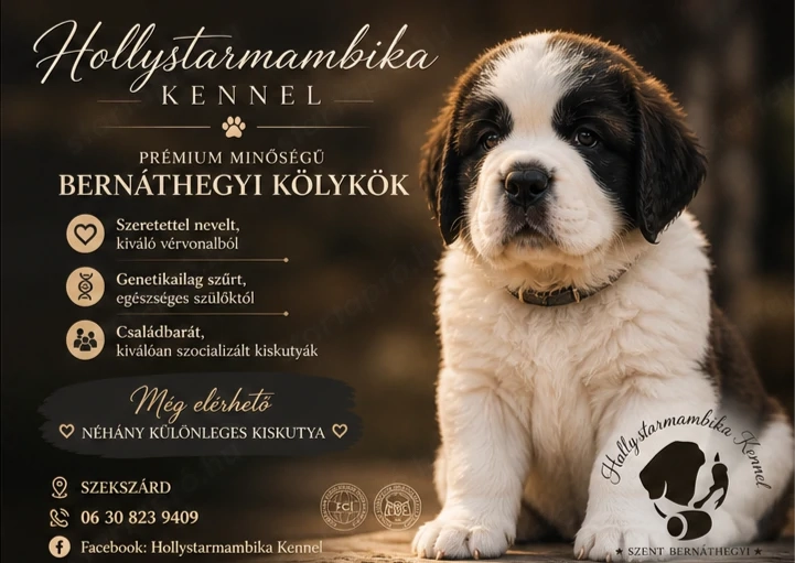 Eladó Bernáthegyi kiskutyák 