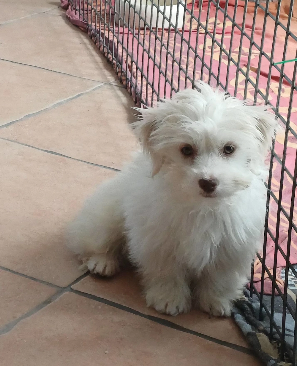 bichon havanese kisfiú