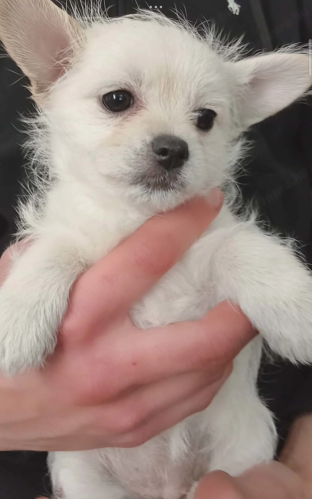 4 pici cuki csivi-spitz kutyus gazdit keres