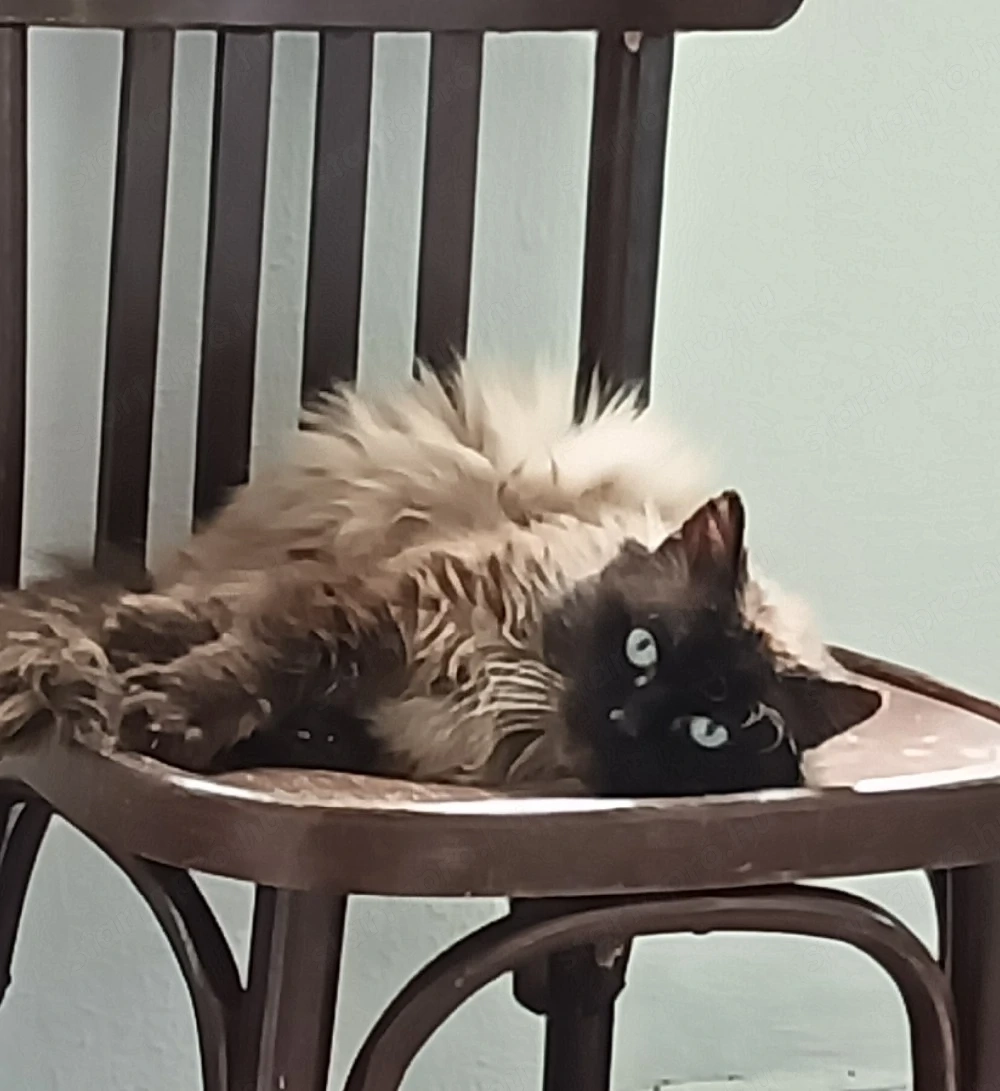 Ragdoll felnőtt kandúr cica ivaros fedezésre
