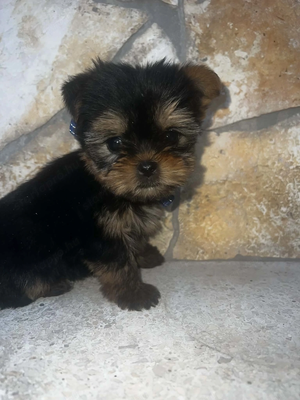 Yorkshire Terrier bébi 
