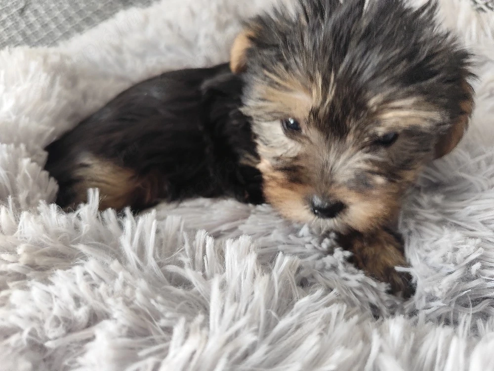 yorkshire terrier mini kisfiú 