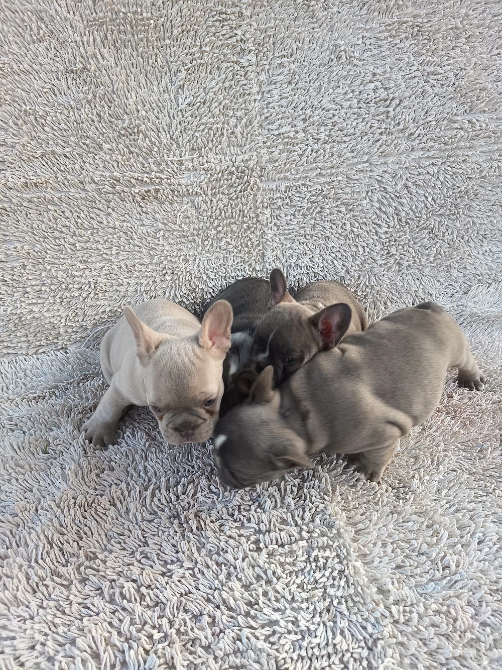 Francia bulldog kiskutyák.