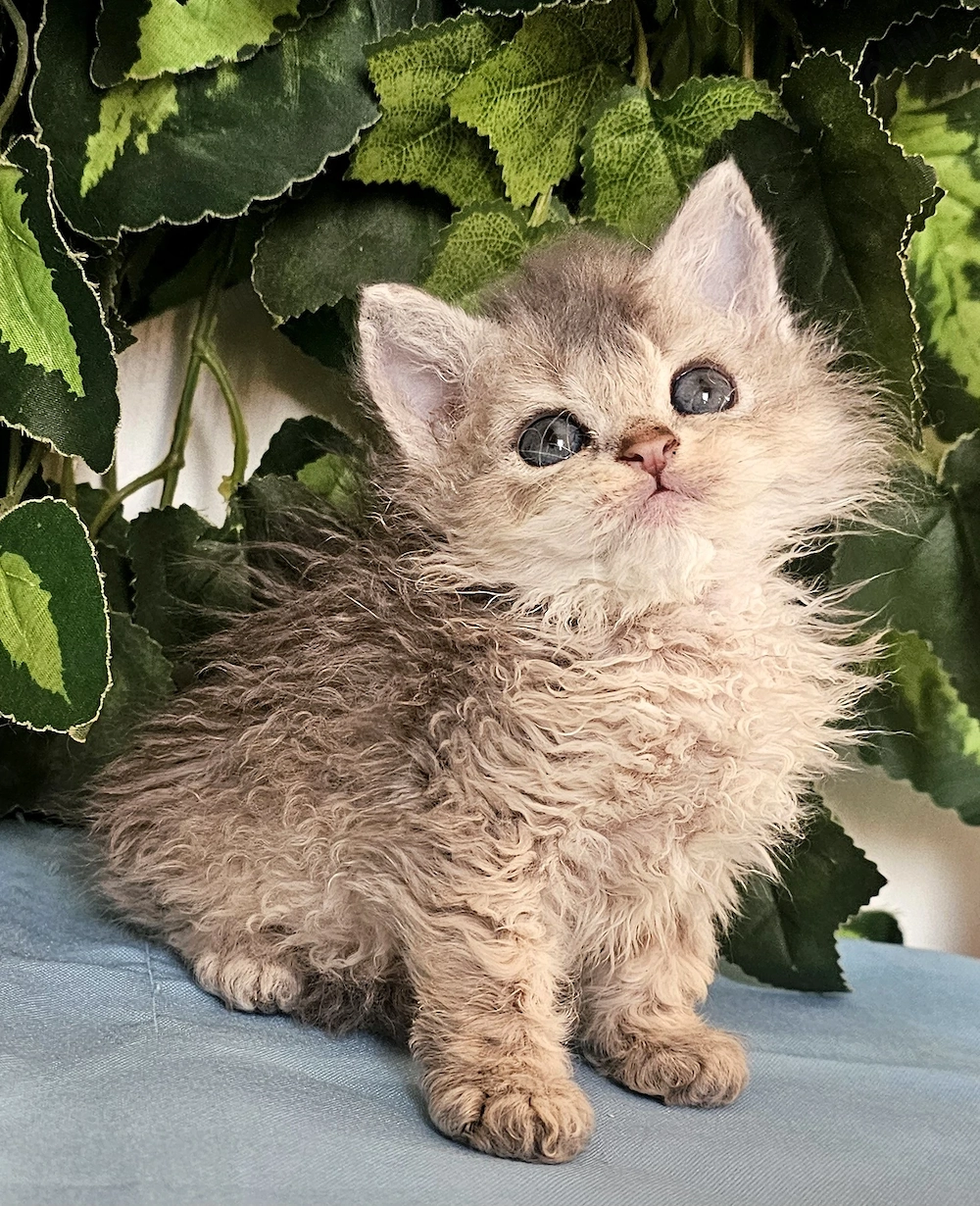 Göndör szőrű Selkirk Rex cica baba eladó.
