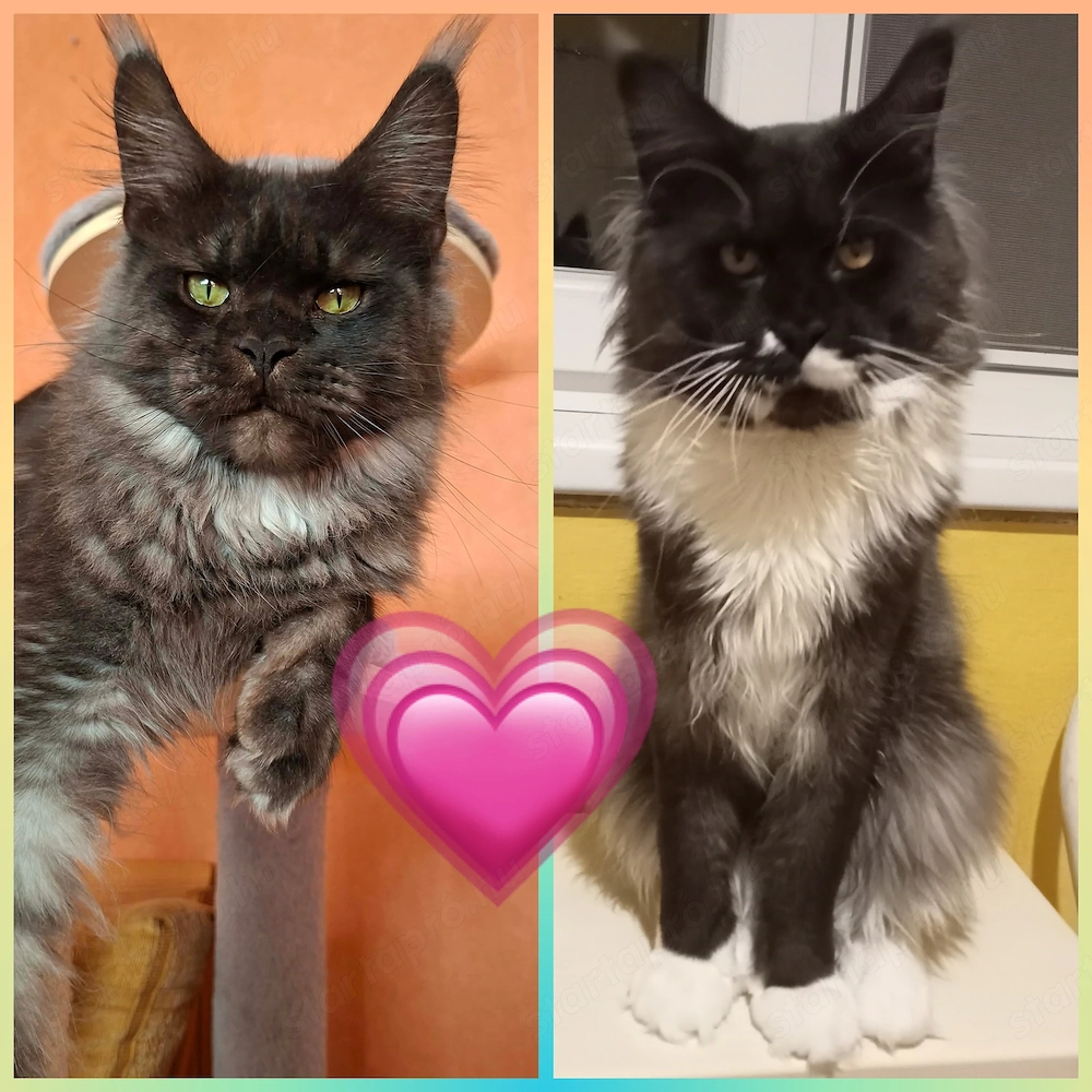 Maine coon cica- Hivatalos tenyészetből 
