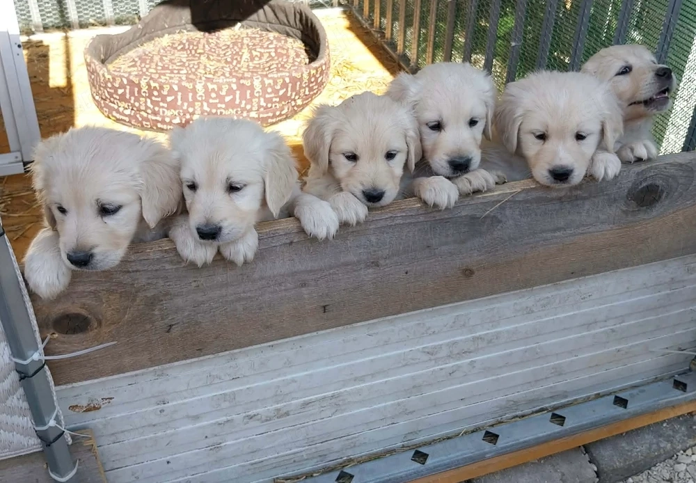 Golden retriver kiskutyák