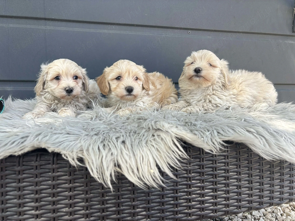 Maltipoo kiskutyák gazdit keresnek