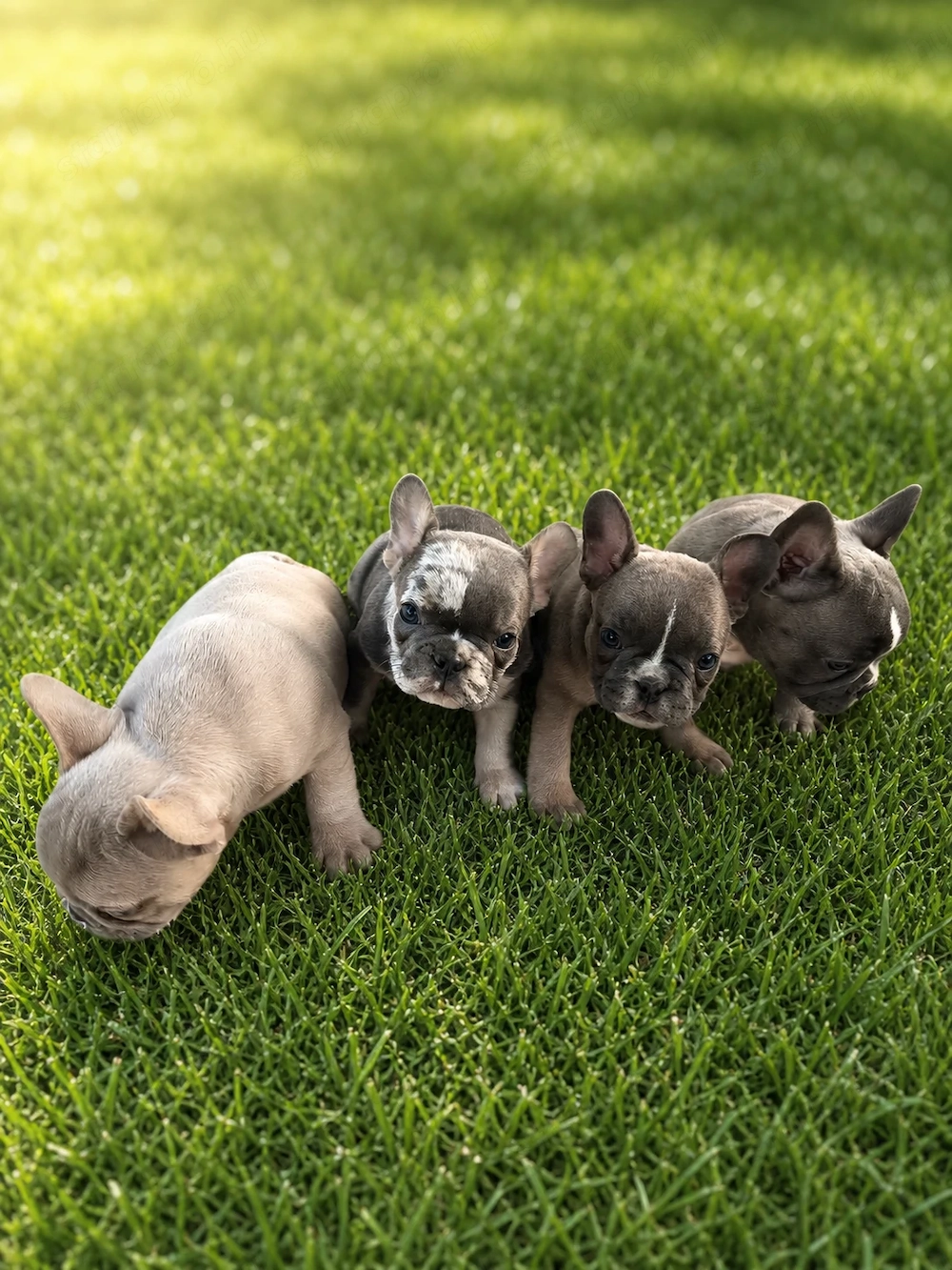 Francia bulldog kiskutyák.