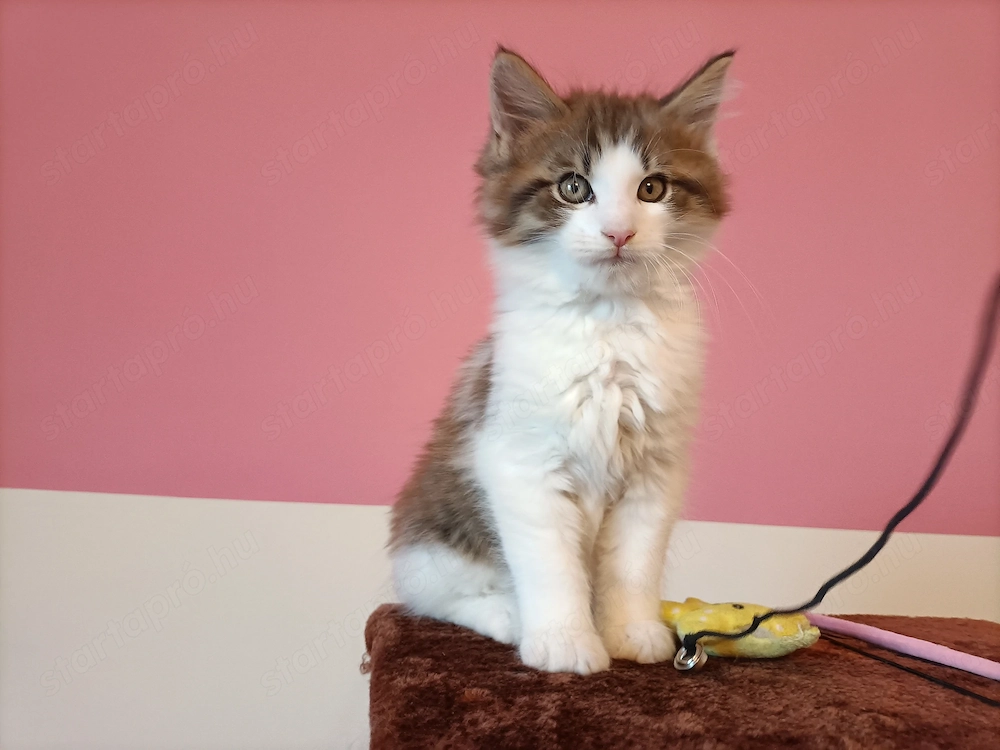 Gyönyörű szép maine coon kandúr